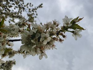 (Untitled)