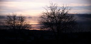 Sunset behind trees