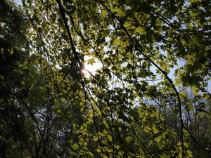 Sun behind leaves