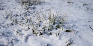 Snowgrass