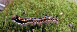 furry caterpillar