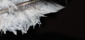 Feather