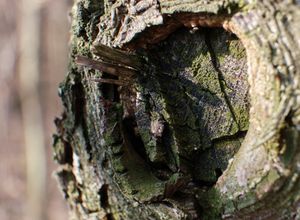 Mossy stump