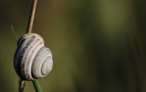 Snail