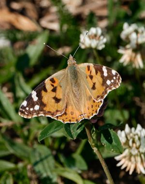 Sunbathing butterstick