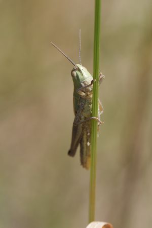 Vertical hopper