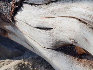 Driftwood